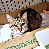 保護まもない頃、箱の中に入ったあんずちゃん（画像提供：アシメEYEあんずさん）