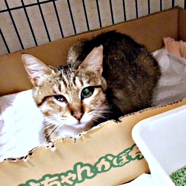 保護まもない頃、箱の中に入ったあんずちゃん（画像提供：アシメEYEあんずさん）