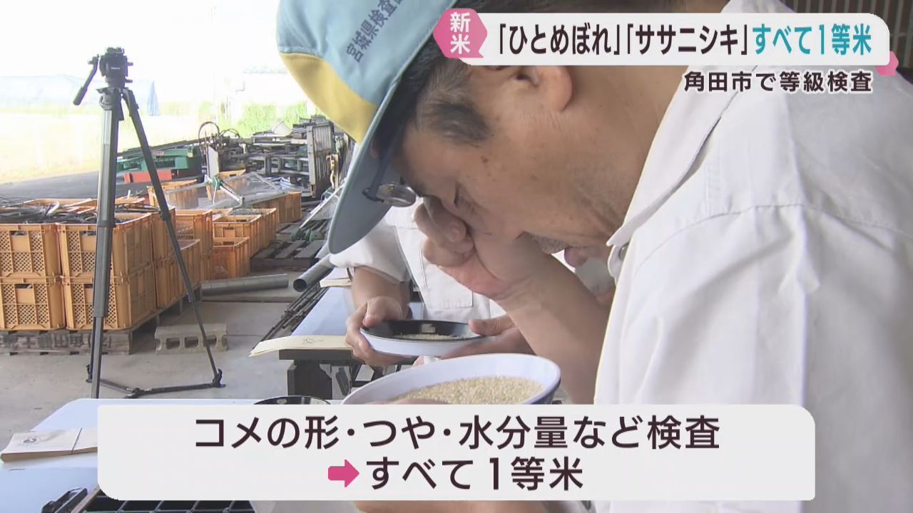 ひとめぼれとササニシキの等級検査　全て１等米　宮城・角田市