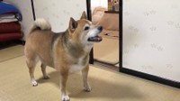 豪快にお皿を投げてドヤ顔のまるちゃん（動画からキャプチャー／提供：柴犬まるちゃんさん）