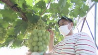 岡山県の名産品「マスカット・オブ・アレキサンドリア」初出荷　6月1日から全国の百貨店などで販売