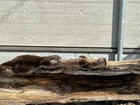 大の字まではいっていないスミレさん(左)とタルトさん(右)　写真提供：周南市徳山動物園