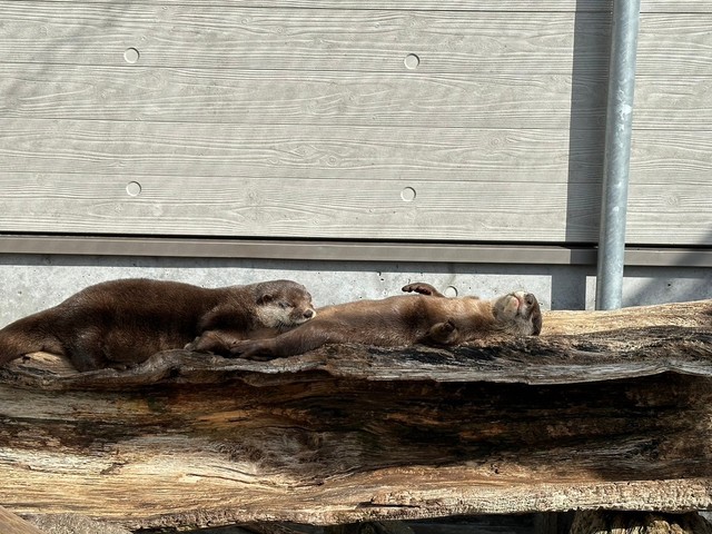 大の字まではいっていないスミレさん(左)とタルトさん(右)　写真提供：周南市徳山動物園