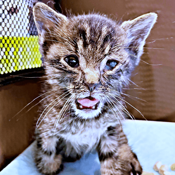 小さな体で危険な道路をさまよっていたふくくん（画像提供：むぎさん）