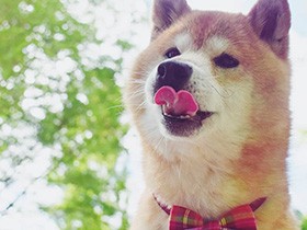 柴犬「蔵之介」 大好きなお散歩には蝶ネクタイでおしゃれして