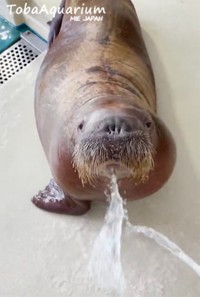 ペッ！（提供：鳥羽水族館）