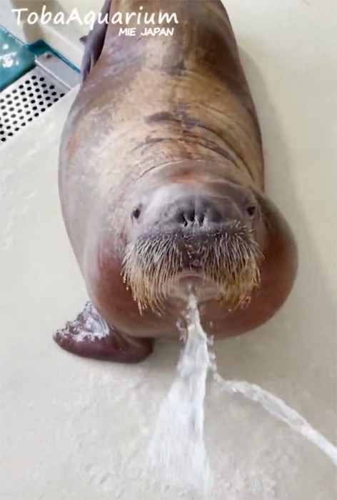 ペッ！（提供：鳥羽水族館）