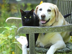 【アンケート募集】読者のみなさま、sippoへのご意見聞かせてください