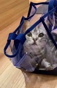 お子さんといっしょにプールに行く気なの！？プールバックに入るあんこくん（画像提供：あんこともなか 充電ねこさん）