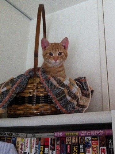 子どもの頃も本棚の上に