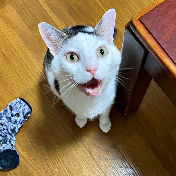 「ごはん！」飼い主さんにアピールするしょうたくん（画像提供：きよダブシャインさん）