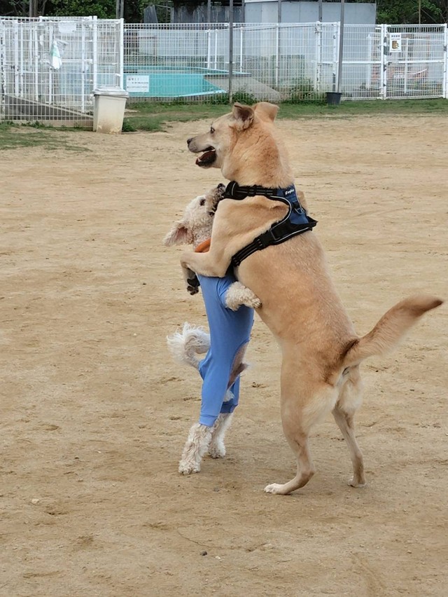 ドッグランでは初対面でも体格差があっても上手に遊ぶことができ、時には犬社会のルールを教えてあげることも