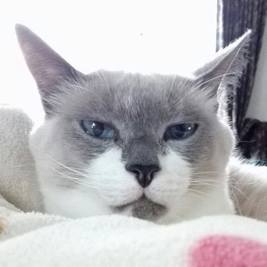 端正な顔立ちでしょ