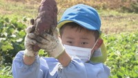 力を合わせて引っこ抜いたよ！幼稚園児がサツマイモ掘り　香川・三豊市