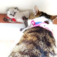 リオくんのことを心配する先住のまるくん（画像提供：めかりんまるさん）