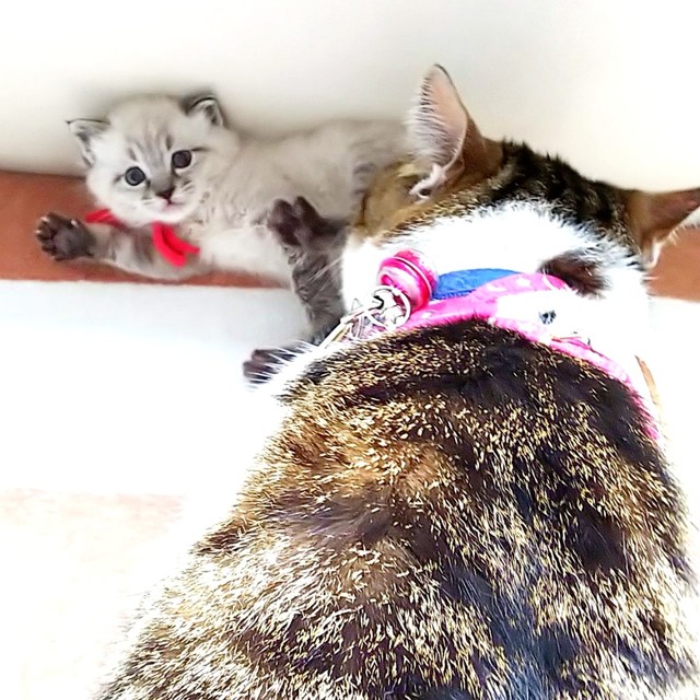 リオくんのことを心配する先住のまるくん（画像提供：めかりんまるさん）