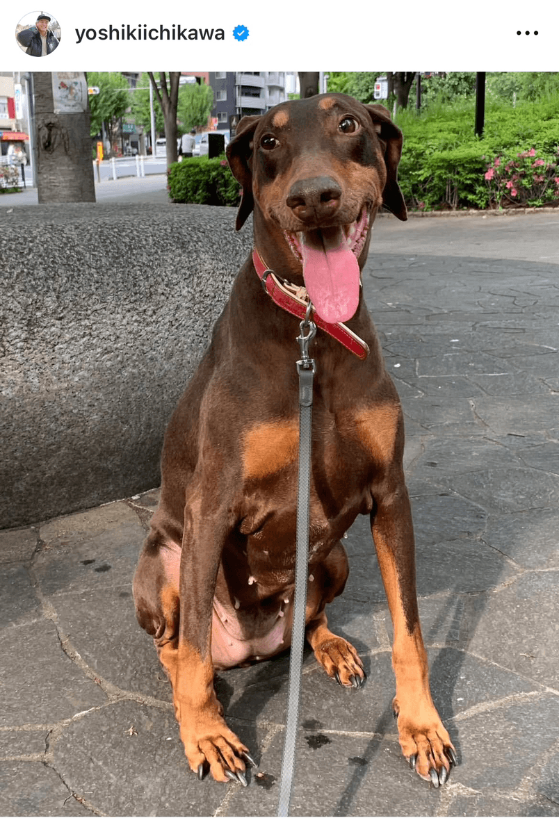 市川欣希 (@yoshikiichikawa)さんのインスタグラムより