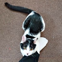 飼い主さんをギュッ！ しがみつくむすびくん（画像提供：猫のしお むすび 飼い主はろでさん）