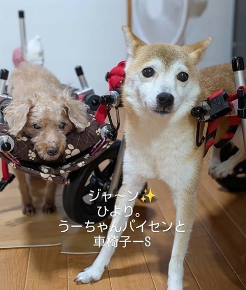 うーちゃんパイセンと車椅子ショットのひよりちゃん