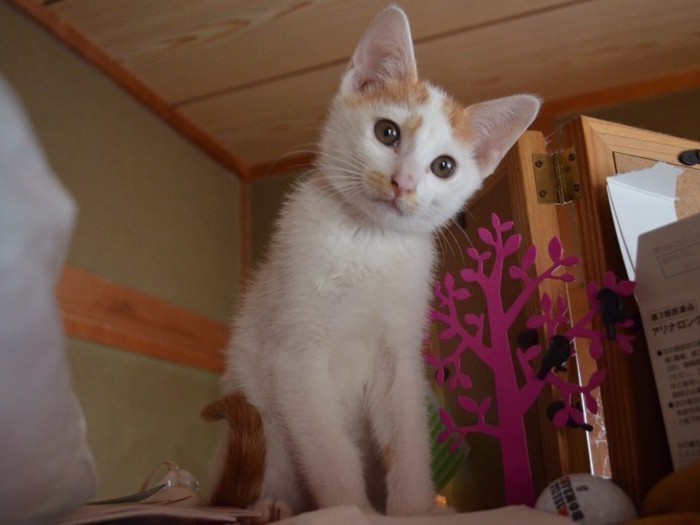 家にきたころの「ハチ」