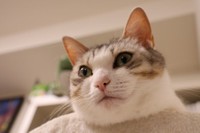 妹って何かと得よね＝くろまめ&とうふ&もやし@猫姉弟さん（@kuromame_touhu）提供