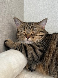 貫禄のある寝顔