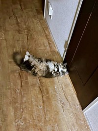 トイレの外でへそ天になって待つなのちゃん（画像提供：むいとなのさん）