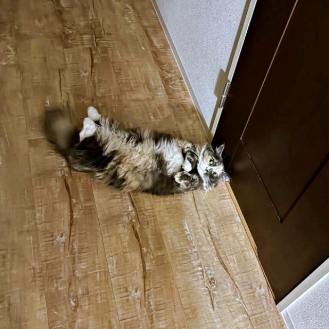 トイレの外でへそ天になって待つなのちゃん（画像提供：むいとなのさん）
