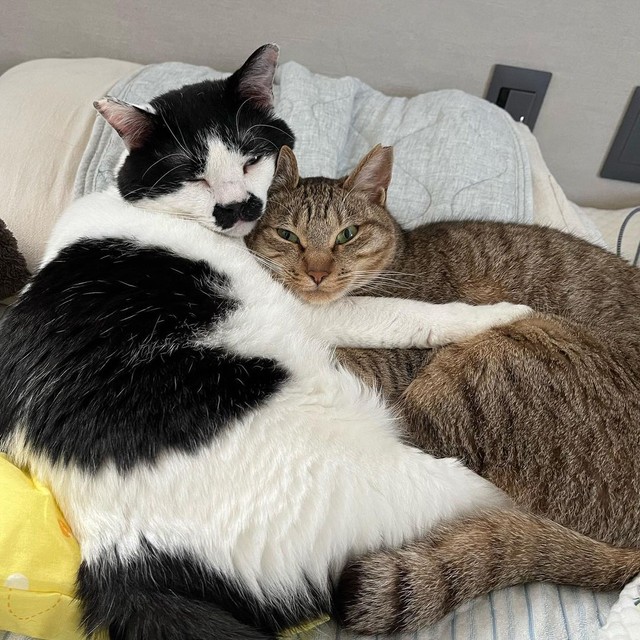 仲良し＝chobihigenekoさん提供
