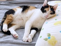 枕を上手に使ってくつろぐニケちゃん（画像提供：ポッケとニケさん）