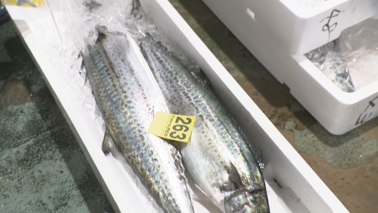 春を告げる魚「サワラ」の初競り 過去最高値1kg7万円 高松市 | KSB