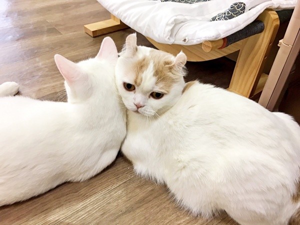 母猫のようにユズルちゃん（右）に寄り添うテンちゃん（左）（画像提供：M家猫沢山さん）