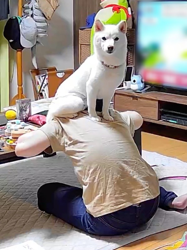 雷大丈夫？ 見守りカメラを見たらーーお母さんの背中の上に乗っていたさぬきちゃん（画像提供：Horiさん）