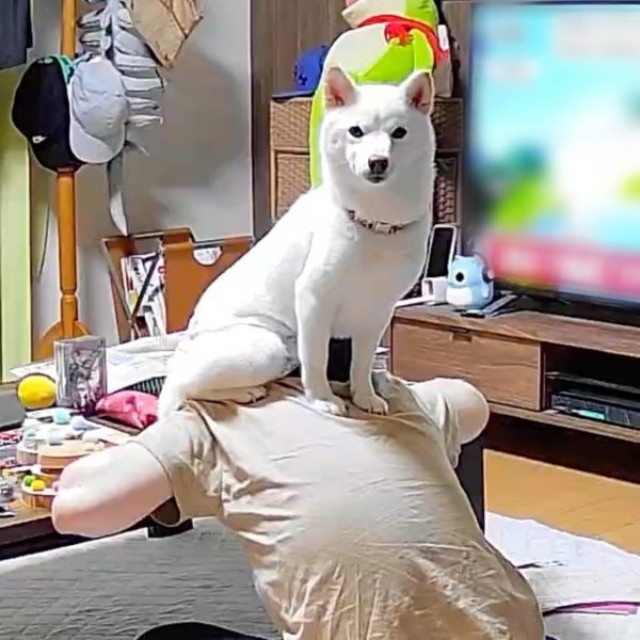 雷大丈夫？ 見守りカメラを見たらーーお母さんの背中の上に乗っていたさぬきちゃん（画像提供：Horiさん）