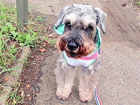 川沿い散歩でルンルン　ミニチュアシュナウザーの「ももすけ」