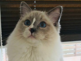 ９代目こにゃん市長、大差で初当選　「市の魅力伝えたいニャン」