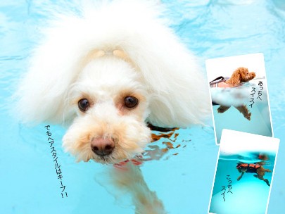 プードルがプールでス～イスイ♪①　水遊びでストレス発散