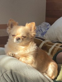 眠いのに睡魔と戦い続けているてんくん（提供：てん（６）さん）