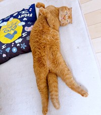 へそ天のままゴローンと体勢を変えるちゃあ坊くん（画像提供：ayaさん）