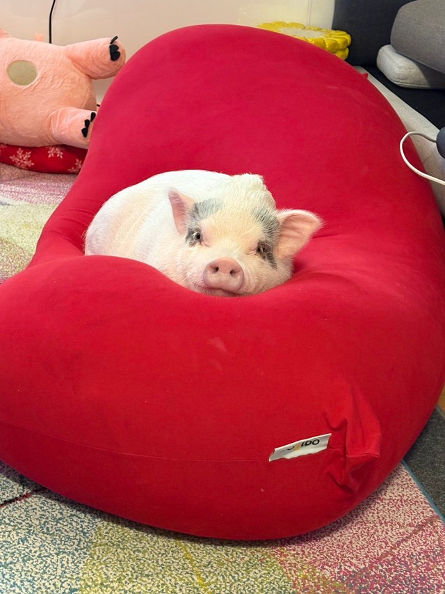 「Yogiboと一体化するつきみ」（提供：MicroPig_Tukimi@JAPANさん）