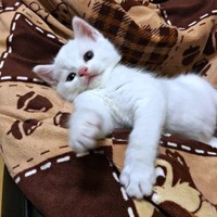 保護時は生後推定2カ月ほど。懸命なケアですくすく成長したぷぅちゃん（画像提供：masaru———menさん）