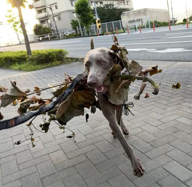 枝をくわえる姿が神秘的！？（提供：ワイマラナーのエピ🐶さん）