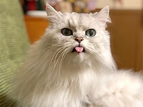 ペロペロと毛づくろい中　ペルシャチンチラの「キリ」