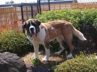 お家に迎えられて2～3カ月ほどのミントちゃん。ふっくらしてきました