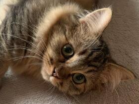 ここにいるニャ～　静かだなと思ったらへそ天で無防備に寝てたミヌエット「るちゃ」