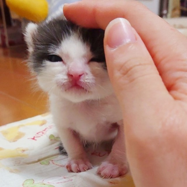 子猫時代、飼い主さんになでなでしてもらうこたろうさん（画像提供：こたろうさんの子分さん）