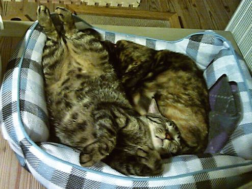 シャイな子猫が、わが家で行方不明　見つかった場所とは？