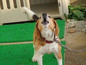 犬の無駄吠え　体調や飼育環境、イライラの様子を確認しよう