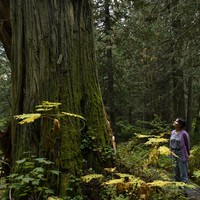 木々は「会話」する　最新の知見が変える森への見方　『マザーツリー』の著者と歩く