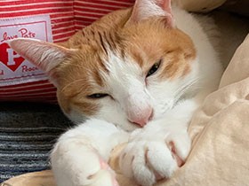 あったかくて、思わずトロけちゃう～　茶白MIX「花ちゃん」